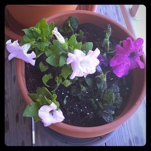 Meet your Posher, Bethany